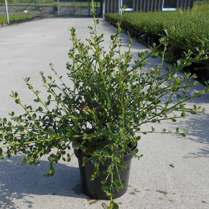 Ceanothus Thyrsiflorus Skylark (Californian Lilac)